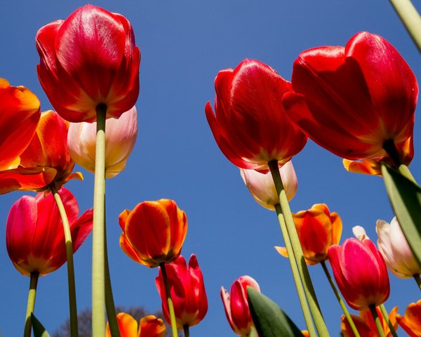 Comment planifier une visite des champs de tulipes aux Pays-Bas au printemps ?